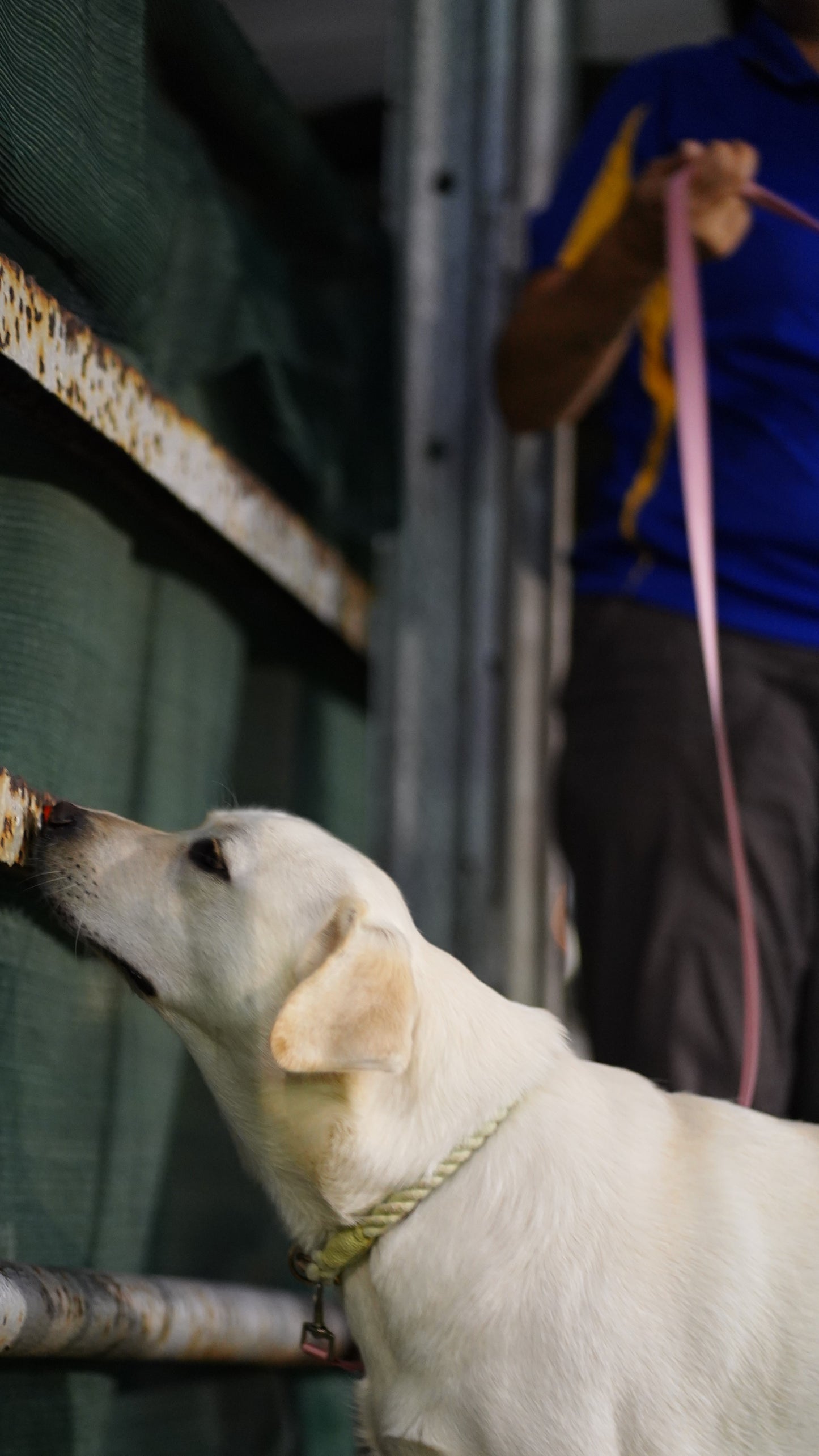 Shogundog Obedience, Recall and Training Lead