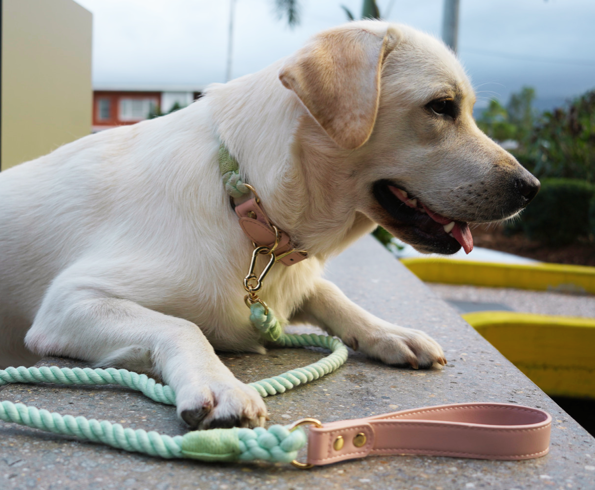 The Cotton Candy Shogundog Leash