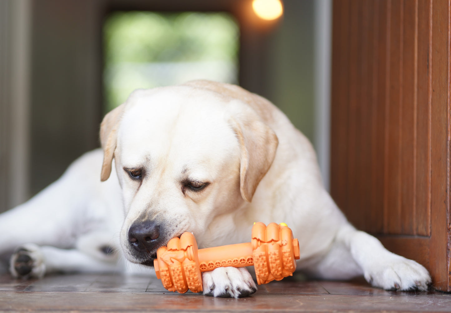 Shogundog Power-Chew Dumbbell